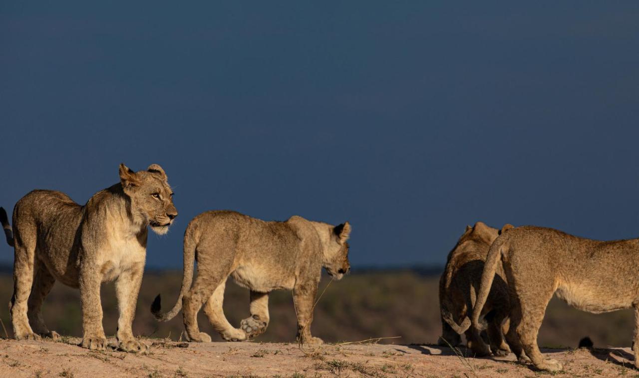 Nedile Lodge Welgevonden Game Reserve Exterior foto