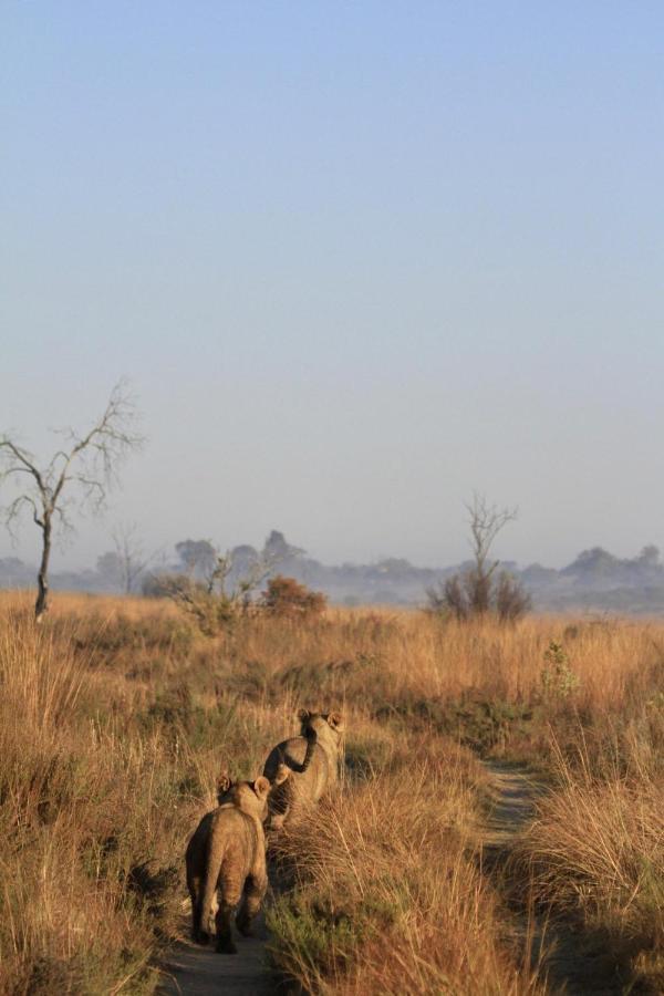 Nedile Lodge Welgevonden Game Reserve Exterior foto