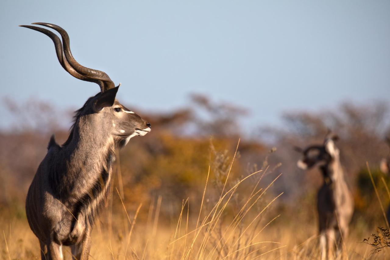 Nedile Lodge Welgevonden Game Reserve Exterior foto
