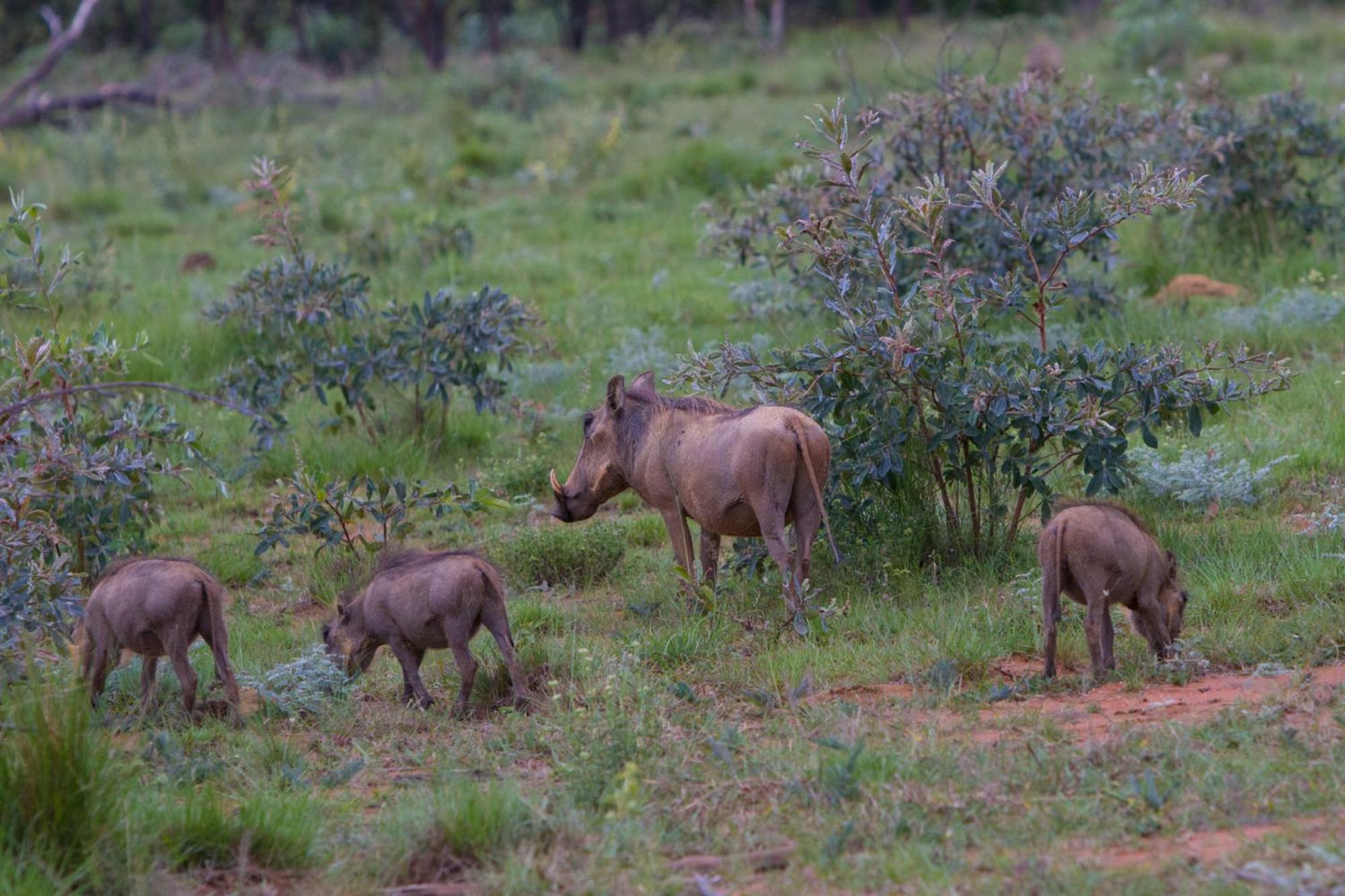 Nedile Lodge Welgevonden Game Reserve Exterior foto