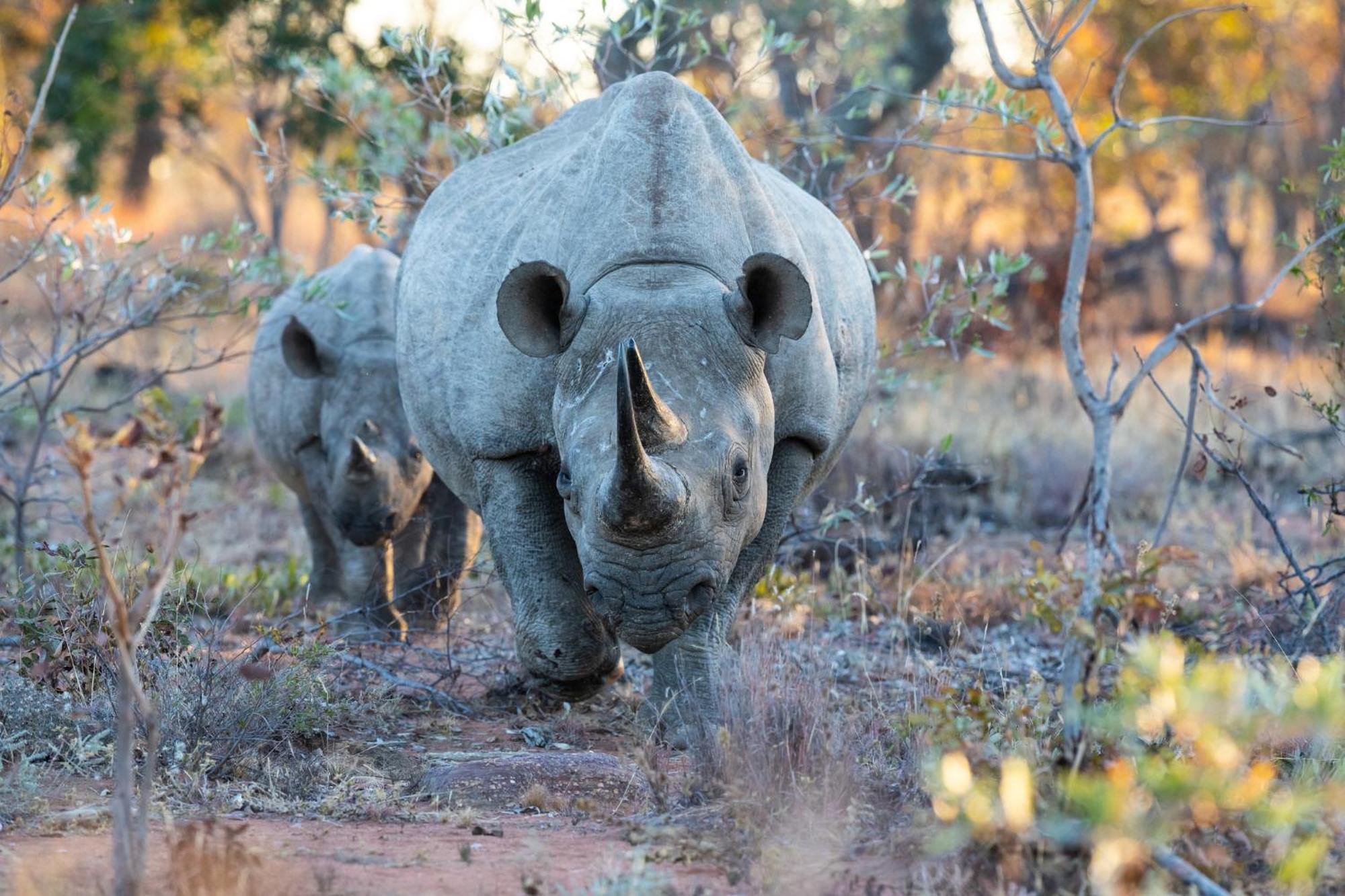 Nedile Lodge Welgevonden Game Reserve Exterior foto